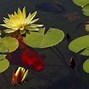 Image result for Duckweed for Chickens