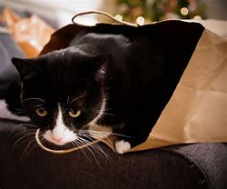 Image result for Christmas Cat Gift Bag