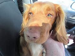 Image result for Dog Swollen Nose