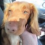 Image result for Dog Swollen Nose