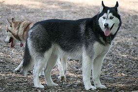 Image result for Black and White Husky Dog