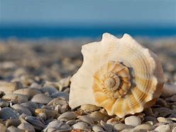 Image result for Beach Sea Shells