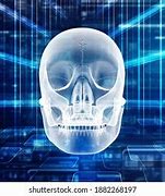 Image result for Human Skull Anatomy 3D