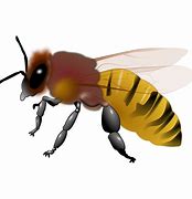 Image result for Picture of Honest Bee Clip Art