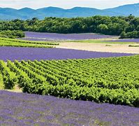 Image result for Cotes De Provence France