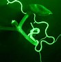 Image result for Arabidopsis Seeds