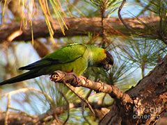 Image result for Black-headed Conure