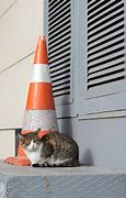 Image result for Cat in Cone