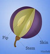 Image result for Grape Anatomy