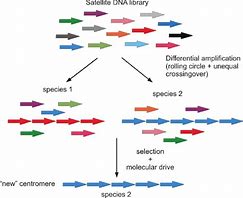 Image result for Satelliate DNA