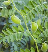 Image result for Chickpea