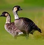 Image result for Exotic Geese