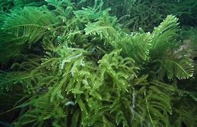 Image result for Taranaki Seaweed Species