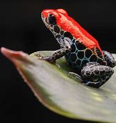 Image result for Poison Dart Frog Animal