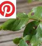 Image result for Rose Tree Diseases