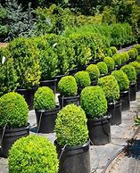 Image result for English Boxwood Shrubs