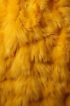 Image result for Yellow Fur Texture