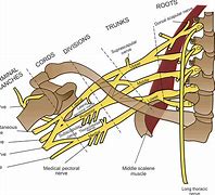 Image result for Brachial Plexus Posterior View