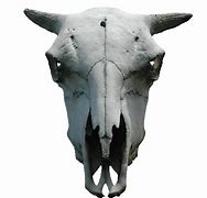 Image result for Salmon Skull