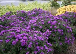 Image result for aster garden care