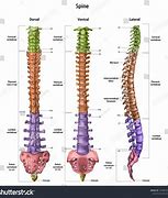 Image result for Dorsal Vertebrae