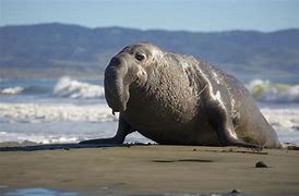 Image result for Elephant Seal Nose