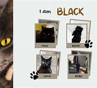 Image result for Black Cat Breeds