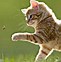 Image result for Picks of Stampy Cat