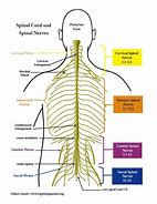 Image result for Thoracic Spinal Nerves Chart