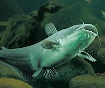 Image result for Animalcrossing Catfish