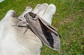 Image result for Australian Moth