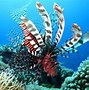 Image result for Lionfish Habitat