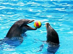 Image result for Dolphins Arena