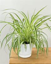 Image result for Wedding Spider-Plant