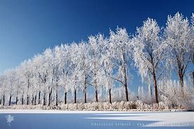 Image result for Hoar Frost