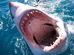 Image result for Shark Eating a Human