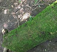 Image result for Log Covered in Moss