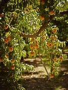 Image result for Aucfan Peach