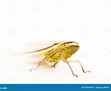 Image result for Leafhopper Stock-Photo