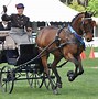 Image result for Morgan Paint Horse