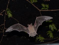 Image result for Mexican Free Tail Bat with Babies