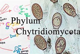 Image result for Chytridiomycota Fish Tank