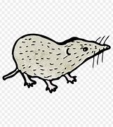 Image result for Shrew Drawing