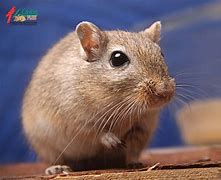 Image result for Copper Gerbil