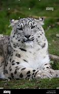 Image result for Snow Leopard Back Legs Lying Down