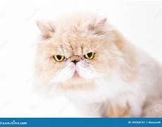 Image result for Grumpy White Persian Cat