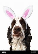 Image result for Dog with Bunny Ears