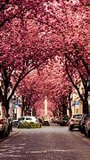 Image result for Bonn, Germany