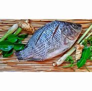 Image result for King Fish Tilapia