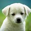 Image result for Cute Adoptable Dogs